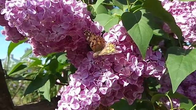 Бабочка пьет нектар цветов сирени (22.05.2019) смотреть онлайн