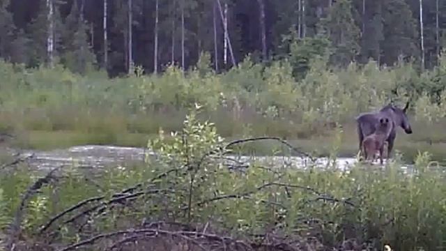 Лосики. Молодое семейство лосей. Лоси смотреть онлайн