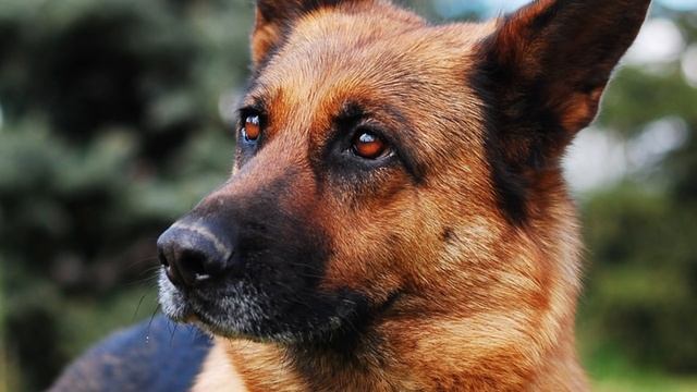 Девушка приказала парню лишить его старую питомицу жизни! Вот что он выбрал... смотреть онлайн
