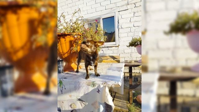 Наш кобель Харли. Голубоглазый мальчишка. смотреть онлайн