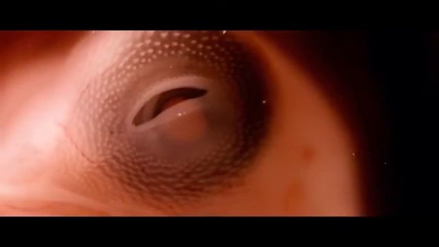 Планета Земля! смотреть онлайн