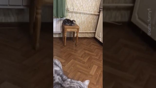 Приятных снов😺😸 смотреть онлайн