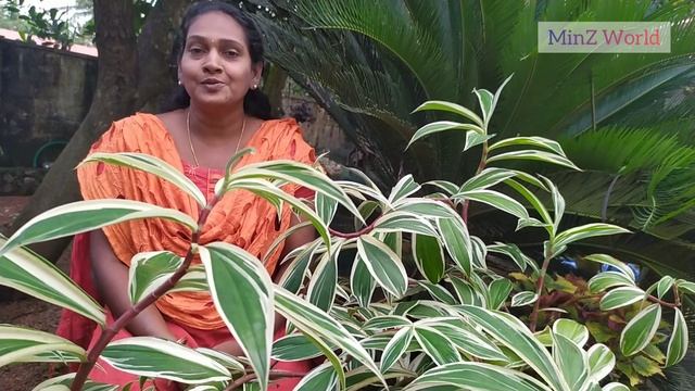 Costus speciosus variegated plant care and Easy propagation in Malayalam || crepe ginger смотреть онлайн