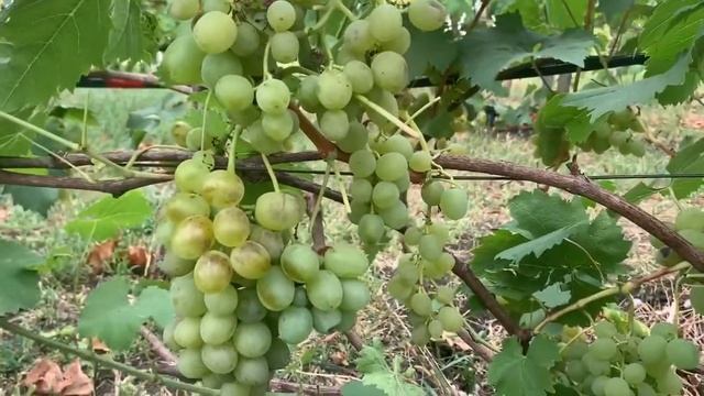 Виноград #Белое чудо. смотреть онлайн