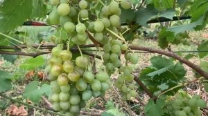 Виноград #Белое чудо.