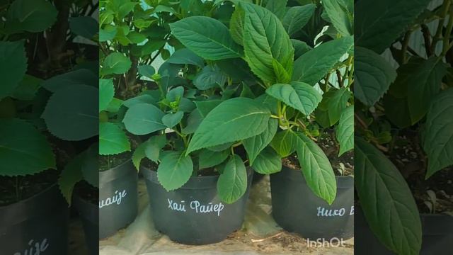 Мои незаменимые помощники в работе с гортензиями смотреть онлайн