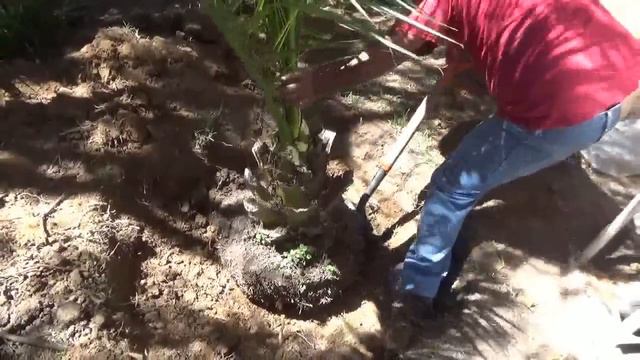 ¿Cómo trasplantar una palmera? смотреть онлайн