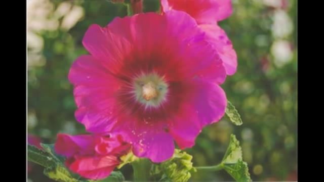 Light of my soul von Sahejdeep Singh & Sat Siri Kaur.m4v смотреть онлайн