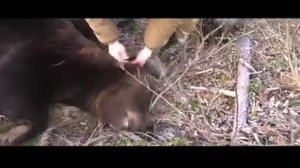 С лабаза охота на крупного бурого  медведя.