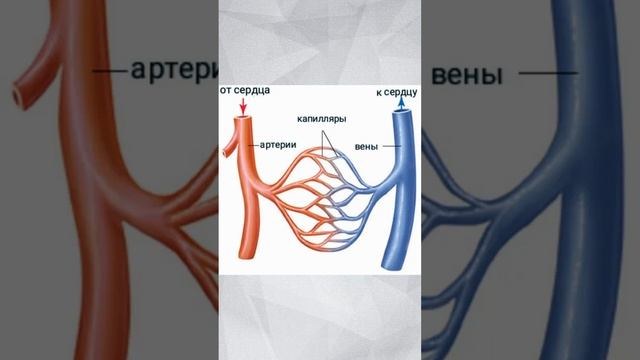 Почему кровь красная. #Shorts смотреть онлайн