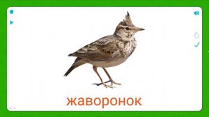 Птицы / Как говорят птички / Учим птиц / Учим животных / Развивающие мультики для детей