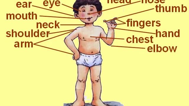 Parts Of Body | Body Parts | Know Your Body |  Teachers' Help