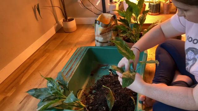 Propagating Variegated Peace Lily (Domino)- Kady Farms in Gillette Wyoming смотреть онлайн