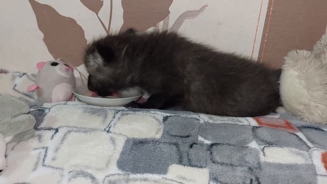 Лисичка Леся. День Рождения! смотреть онлайн