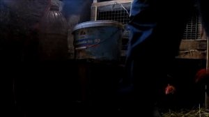 Кролик Шиншилла (Советская шиншилла)/ Обзор породы от и до. / Взвешивание кролика 10 месяцев