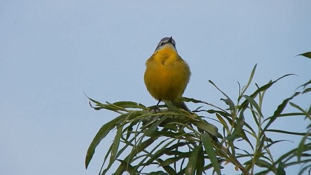 Звуки живой природы; желтая трясогузка поет! смотреть онлайн