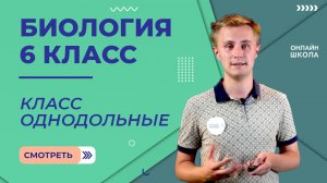 Класс Однодольные. Видеоурок 27. Биология 6 класс