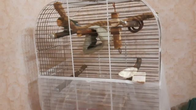 СЕТКА на клетку для ПОПУГАЯ / как сделать так что бы мусор НЕ ВЫЛЕТАЛ с клетки смотреть онлайн