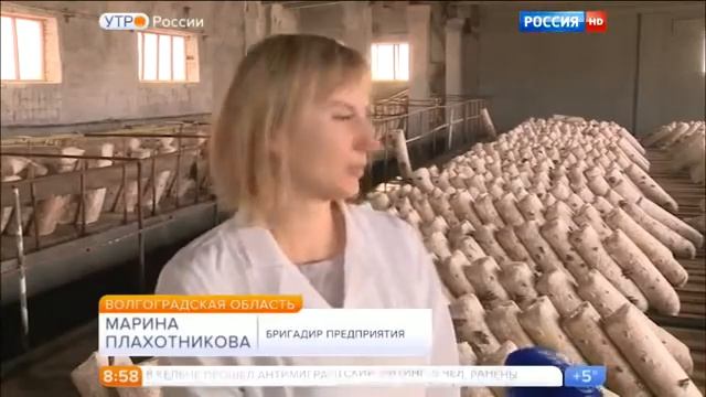 Вешенка смотреть онлайн