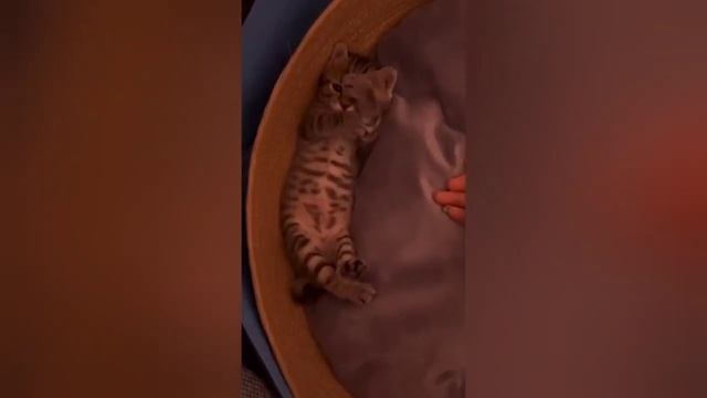 KOMPILASI KLIP BINATANG LUCU 5 #youtube #tiktok #video #happy #like #share #subscribe смотреть онлайн