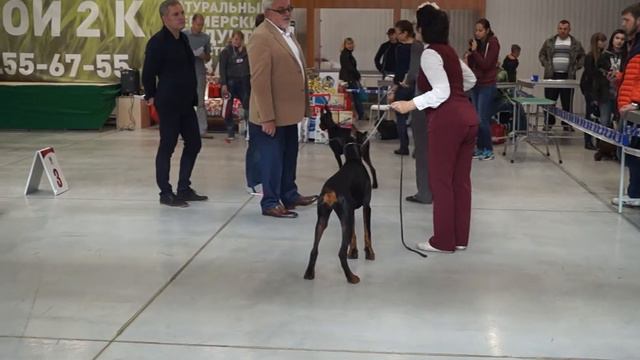 Монопородка доберманов Барнаул 9 сентября 2017г класс беби смотреть онлайн