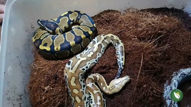 Dipong vs BP (Ronde 2) | Blood python vs Ball python Round 2 смотреть онлайн