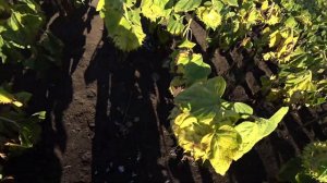 Охота на вяхиря на подсолнухе 2020