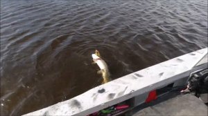 Щука не есть резину, что делать Новый джерк от Palych Custom