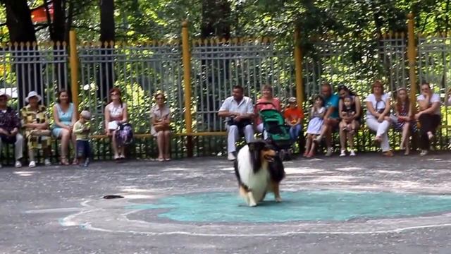 Выступление колли, РЧТ и ВЕО