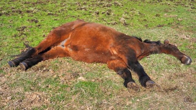 رؤية الخيول فى المنام وكل ما تريد معرفته حصرى | تفسير الاحلام"رباب حرك" смотреть онлайн