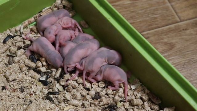 УБОРКА У НОВОРОЖДЕННЫХ КРЫСЯТ смотреть онлайн