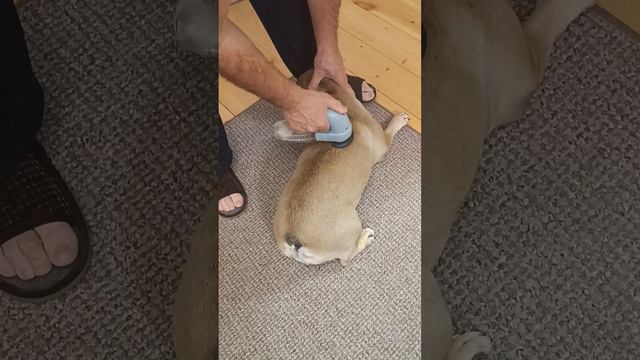 пылесос для животных смотреть онлайн