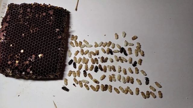 "Ковыряем" поздний расплод на наличие клеща.Удивляемся:)) смотреть онлайн