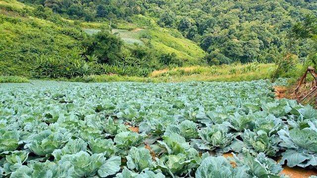 Удивительно. Что Творит КАПУСТА с Человеческим Организмом. смотреть онлайн