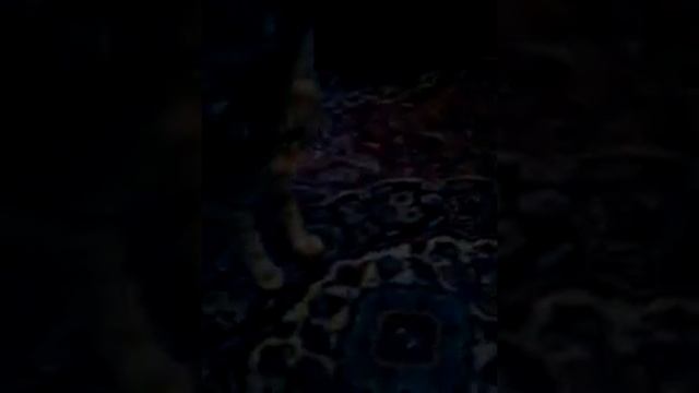 Мой кот глупыш