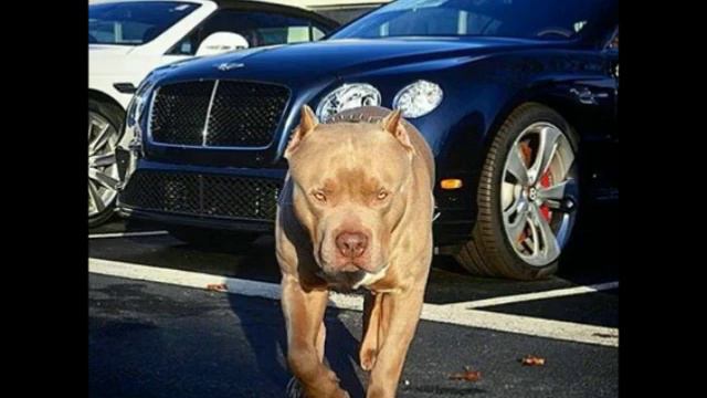 pitbull hakkında önemli bilgiler смотреть онлайн
