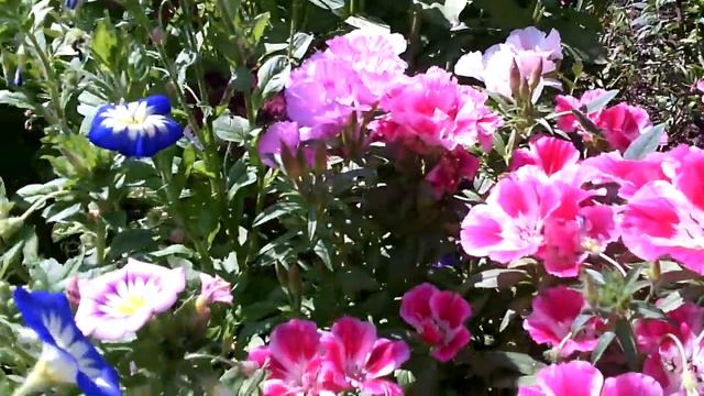 цветок ГОДЕЦИЯ ПРИЯТНО УДИВИЛА!) неприхотливые однолетники и многолетники цветение в августе на дач смотреть онлайн