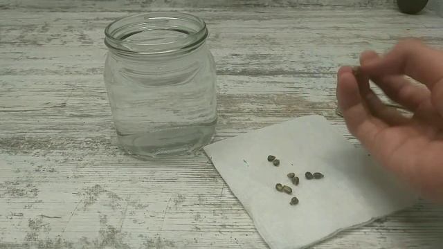 Как посадить виноград. смотреть онлайн