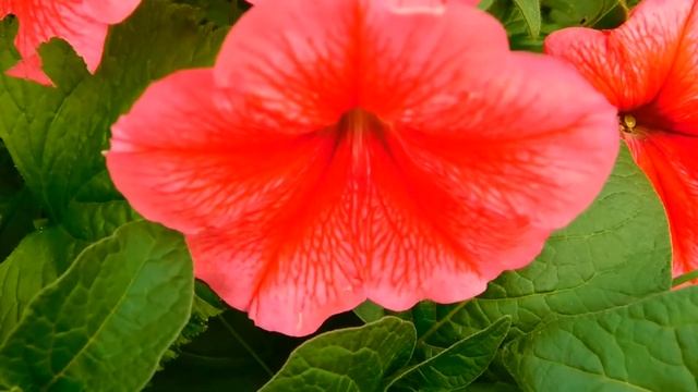 цветы смотреть онлайн