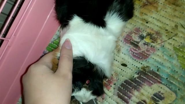 МОРСКИЕ СВИНКИ КУСАЮТСЯ ИЛИ НЕТ? смотреть онлайн