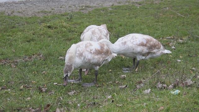 лебеди кушают травку часть 2