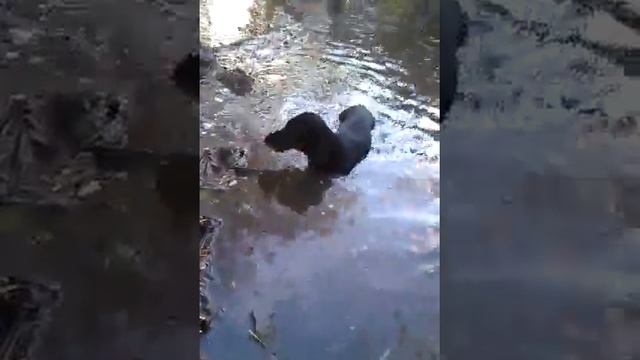 Купание таксы в речки!!! смотреть онлайн
