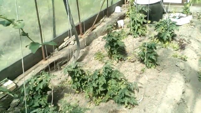 Томаты: Белый Налив, Пиноккио и Красная Шапочка. 15.07 смотреть онлайн