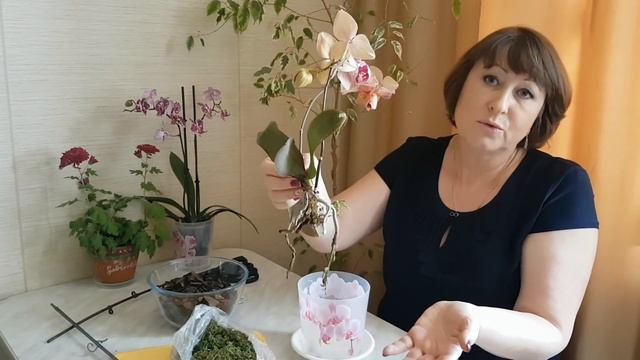 Как пересадить орхидею в домашних условиях? Легко и просто !!! смотреть онлайн