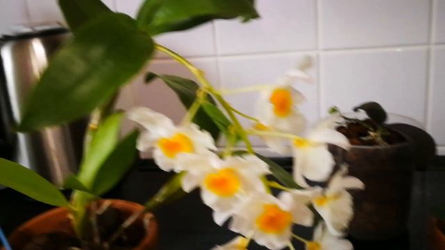 Dendrobium memoria christa смотреть онлайн