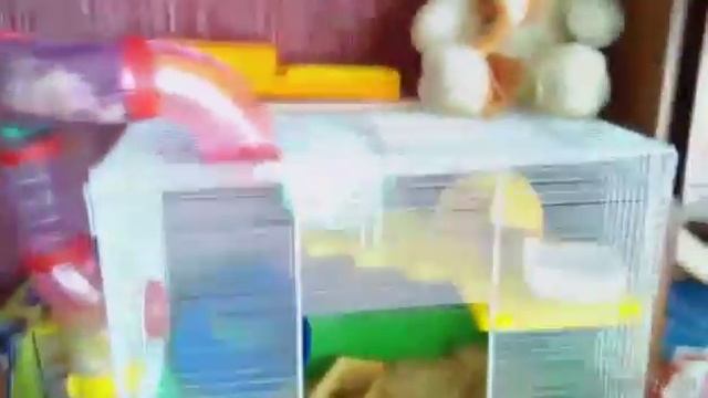 Сирийский хомячок застрял,джунгарик смотреть онлайн