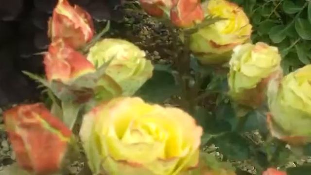Роза чайно гибритная ЗаЗу смотреть онлайн