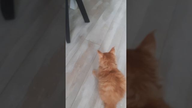 СИБИРСКИЙ КОТ И МЕЙН КУН ,ВСТРЕТИЛИСЬ С ЖУКОМ ?#cat #animal #mainecoon