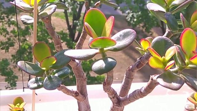 Денежное дерево. Уличные растения 16 мая 2020 г. смотреть онлайн