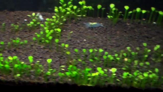 5.5G: Marsilea Crenata (Dwarf Four Leaf Clover) + Update смотреть онлайн